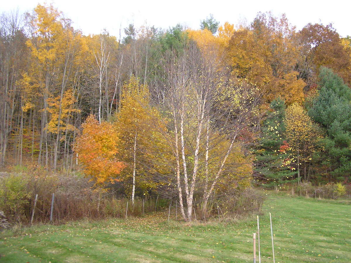 MaplesAndBirch2.JPG