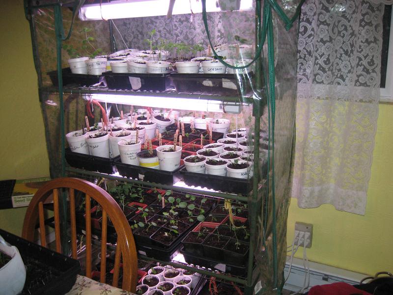 March 12 greenhouse.jpg
