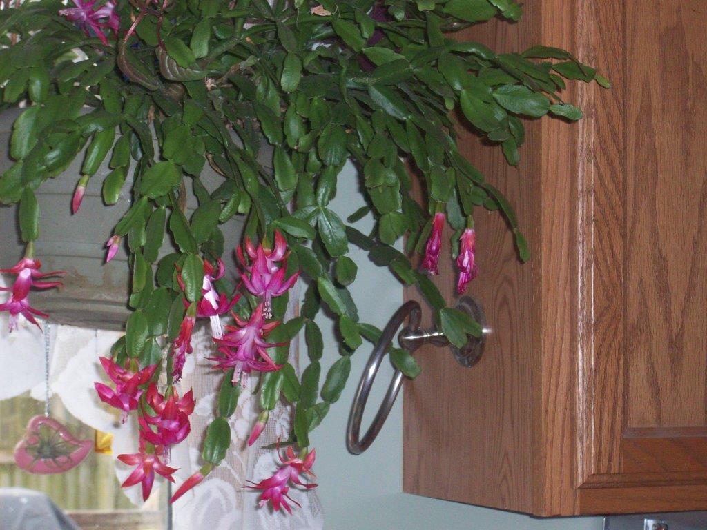 march cactus.jpg