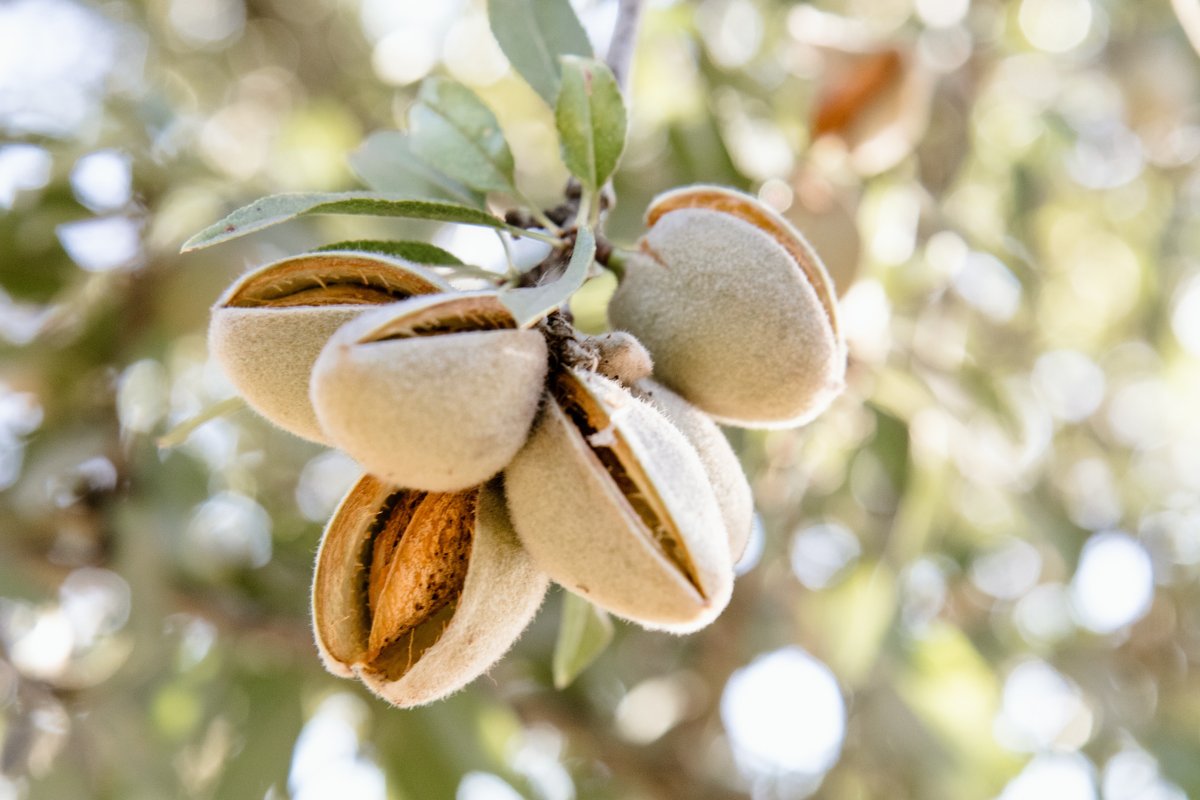 Growing Nuts at Home Growing Nuts at Home