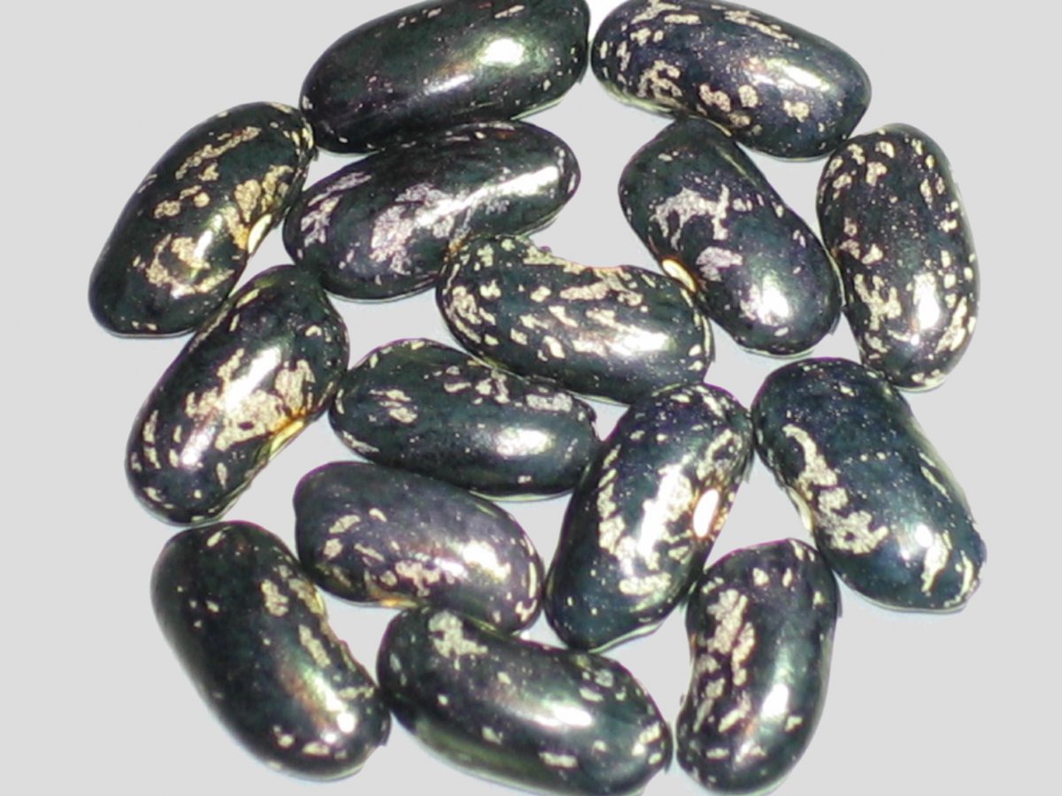 Marico Blue Black.jpg