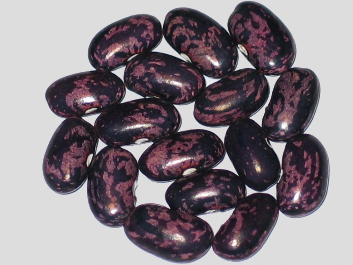 Marico Lavender #2.jpg
