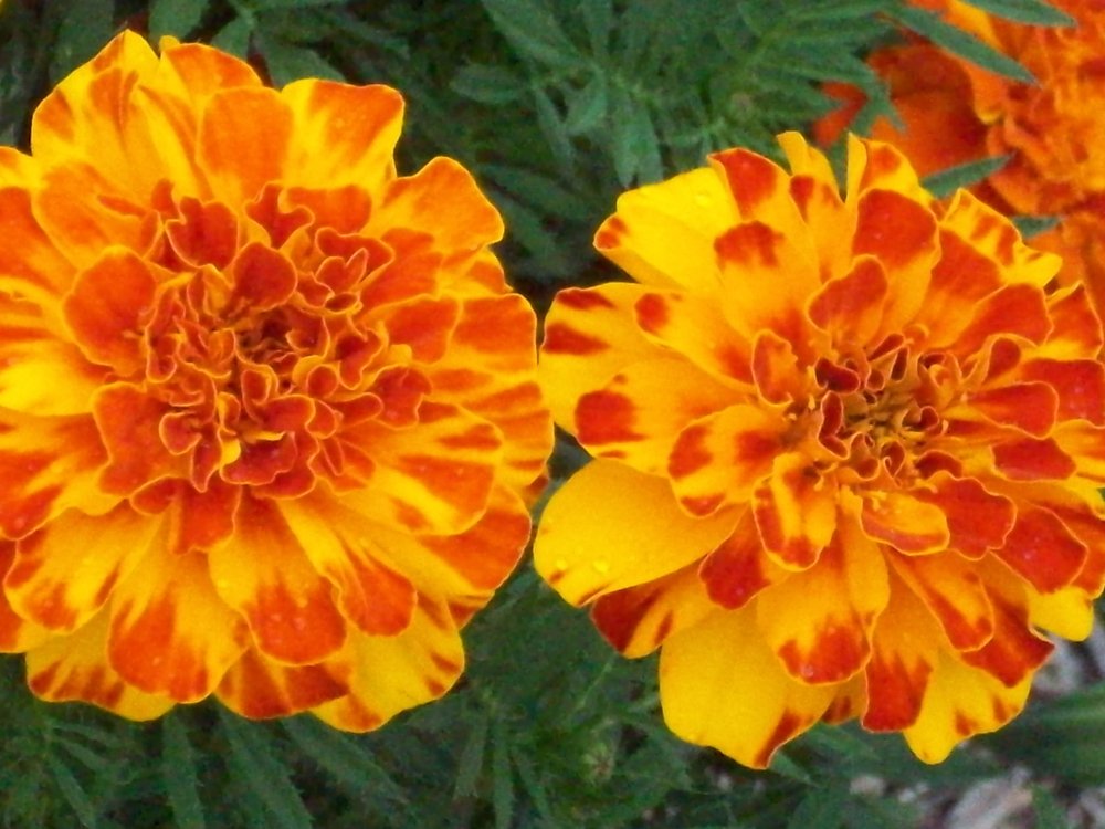 marigolds.JPG