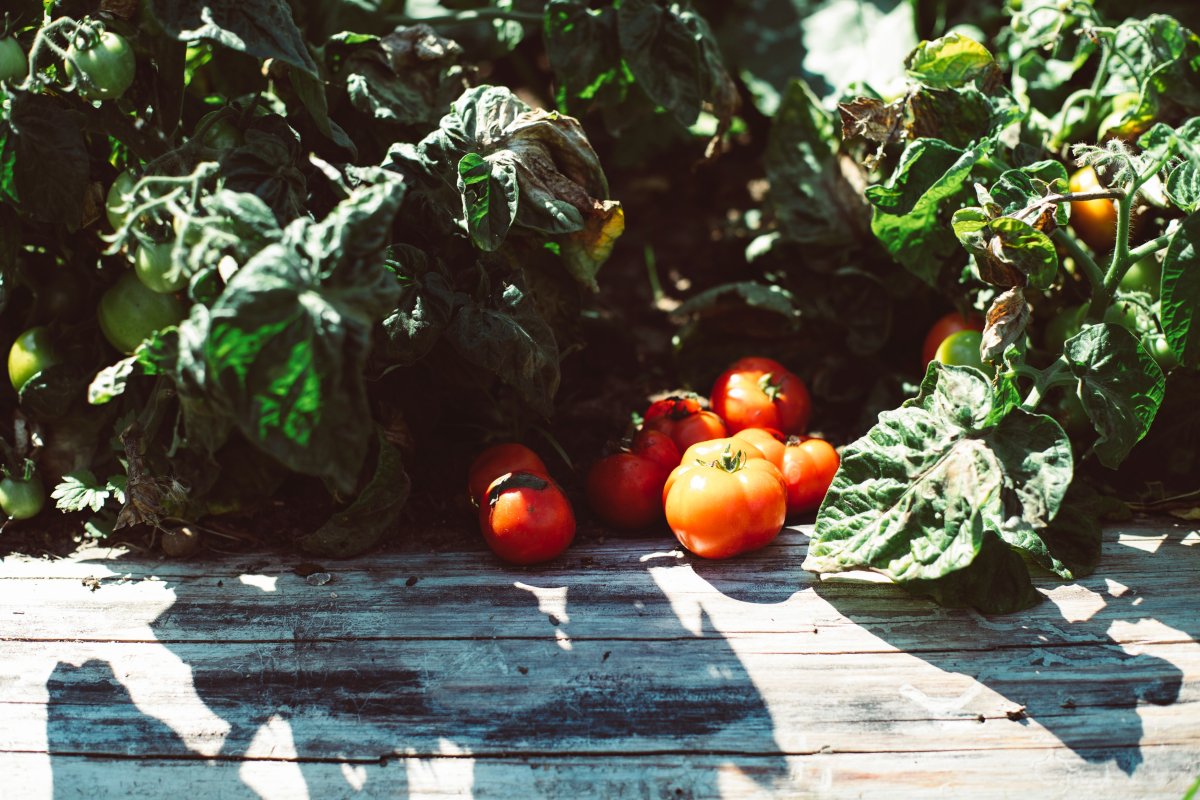 What Causes Tomatoes to Split & Crack