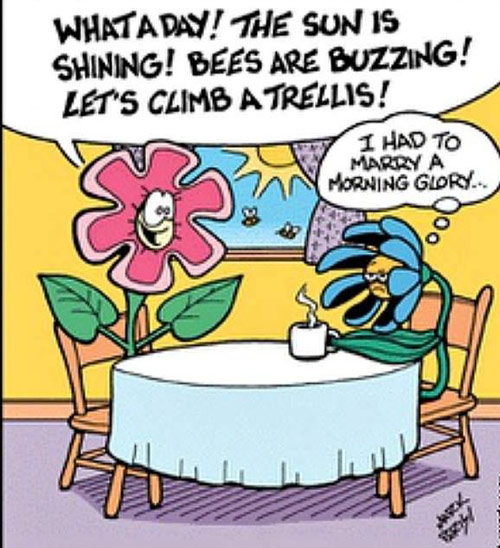 married to a morning glory].jpg