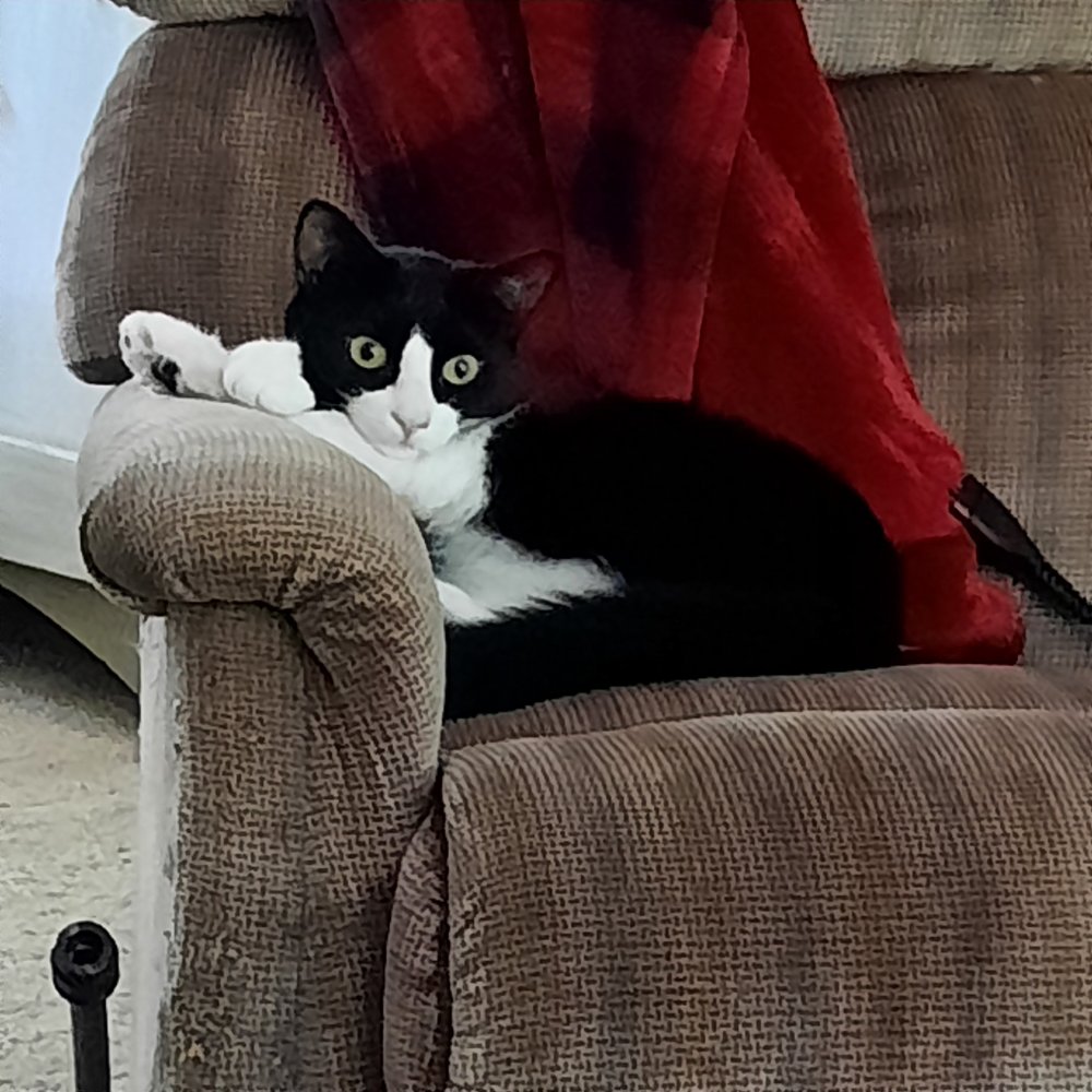 Marvin 4 feet up, no one home.jpg