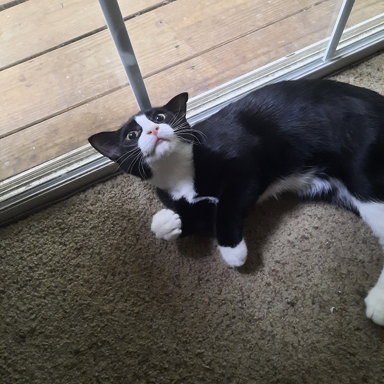 marvin birdwatching.jpg