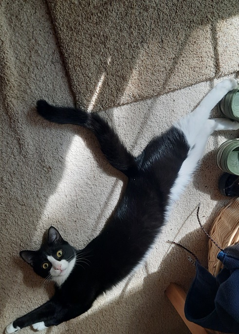 marvin measuring the sun beam.jpg