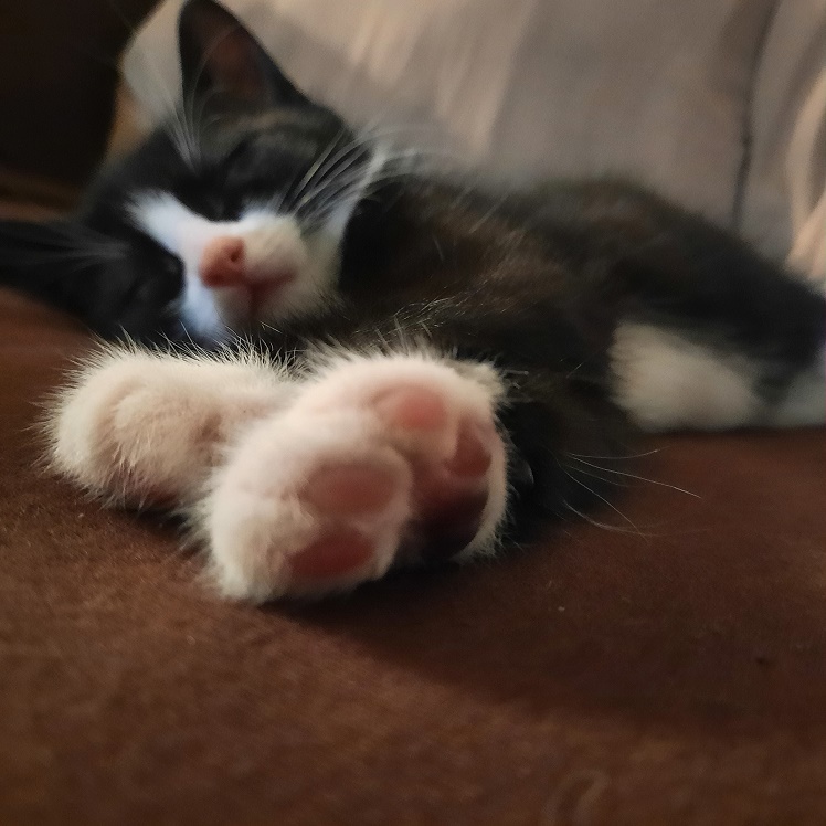 Marvin toe-beans.jpg