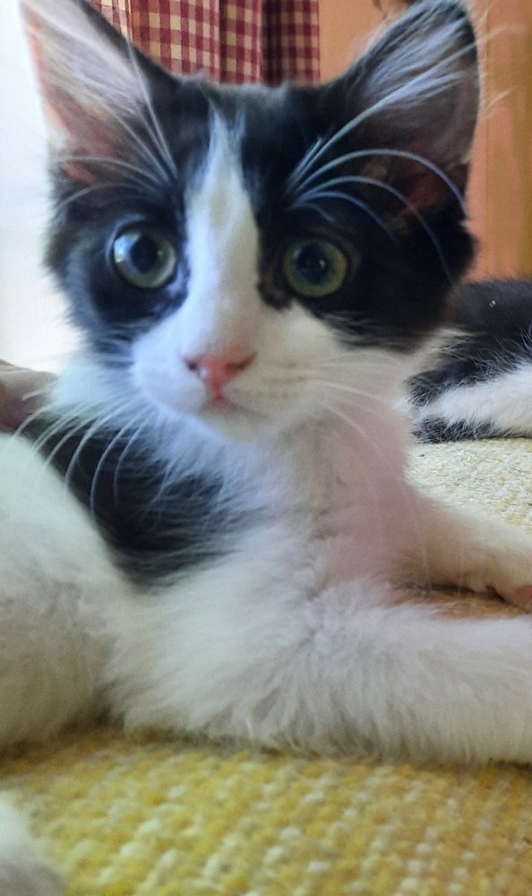 Marylin 12weeks old-ish.jpg