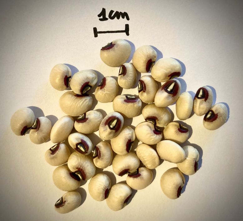 Maybe Black Eyed Pea.jpg