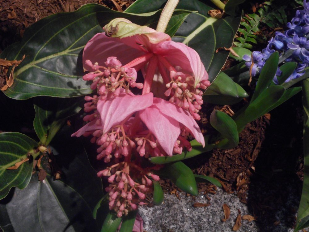 medinilla.jpg