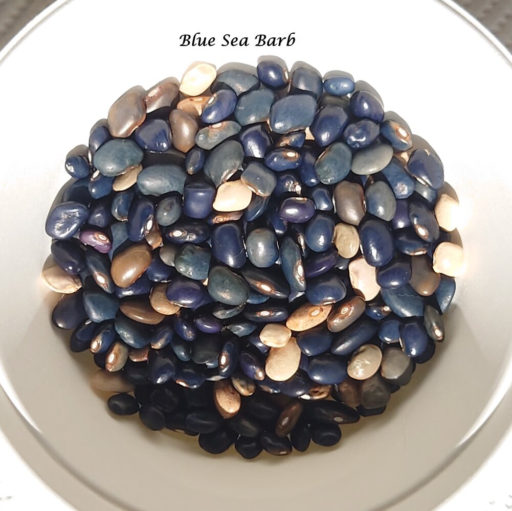 Meerbarbe_blau_b_DSC_8301~2.jpg