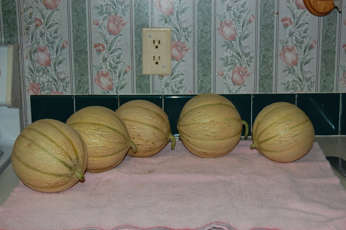 melon 2.jpeg