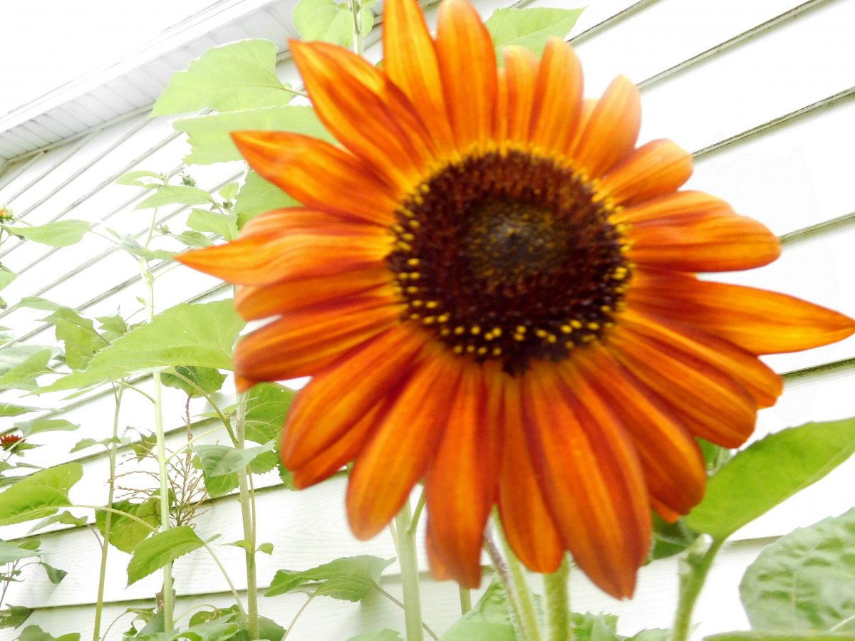 Mexican sunflower, S S garage, 08-17-19, #2.jpg