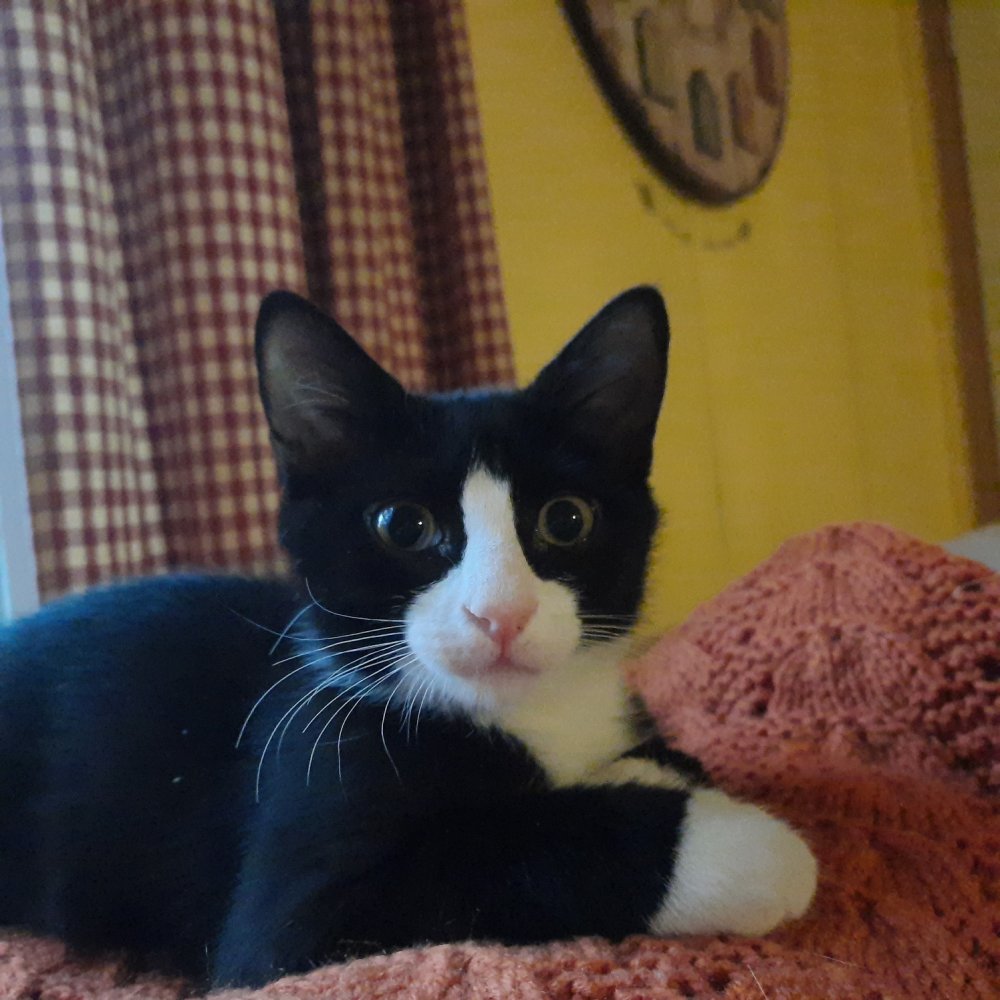 Mia 12 weeks old-ish.jpg