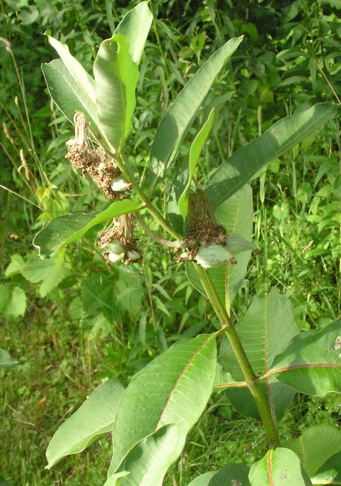 MilkweedFlowersWiltingWithPods21July2018Crop.JPG