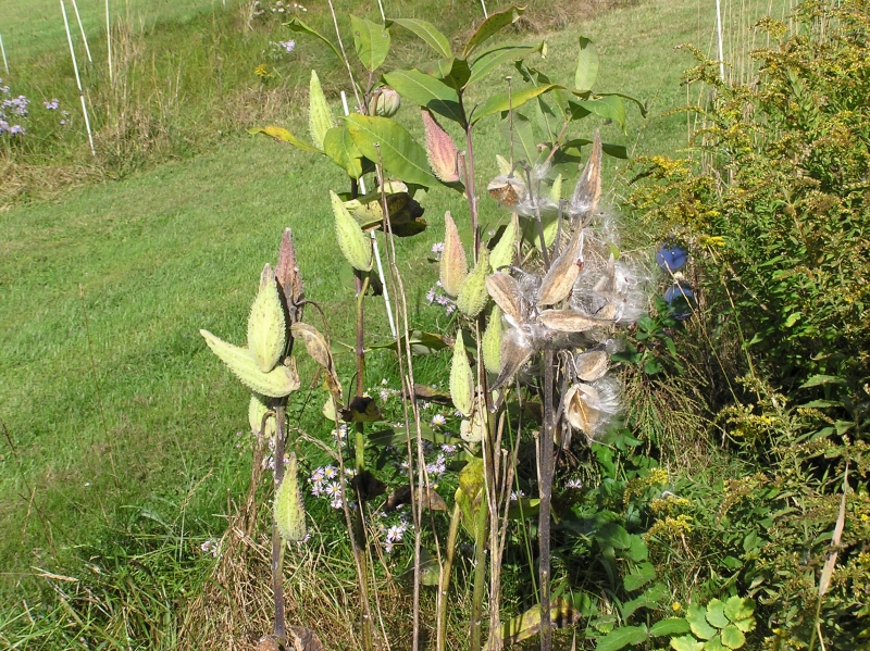 MilkweedSeeds24Sep2016.JPG