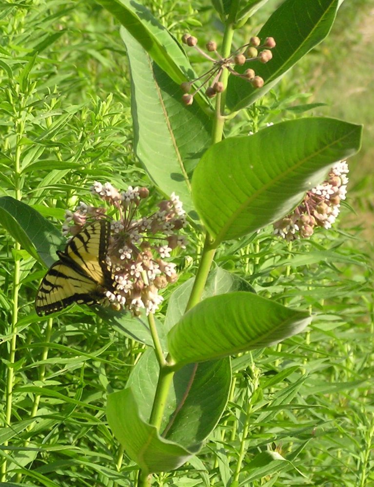 MilkweedTigerSwallowtail21July2018aCrop.JPG