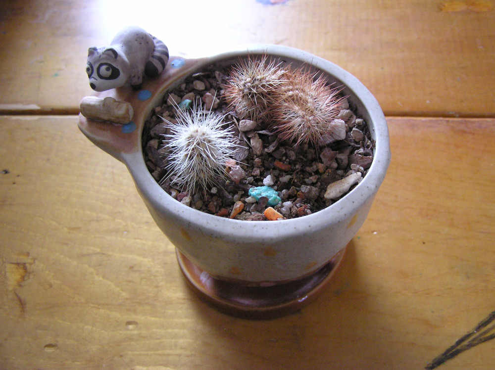 MiniCactiGarden.JPG