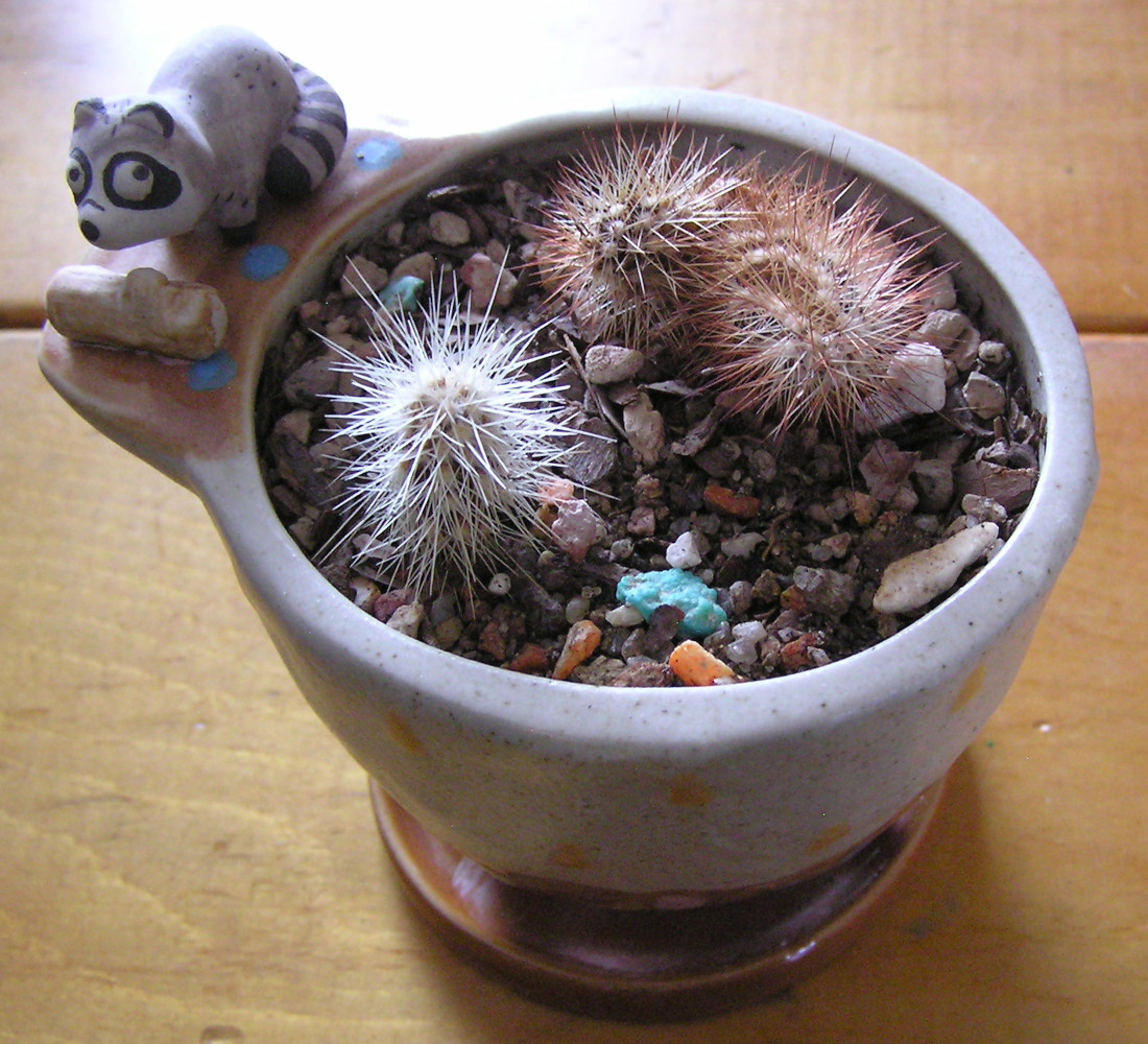 MiniCactiGarden.JPG