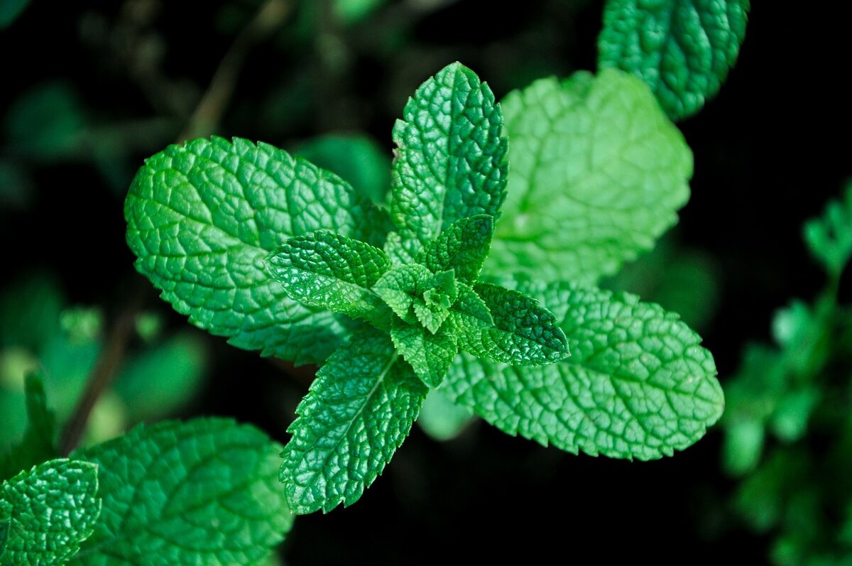 mint-5229226_1280.jpg