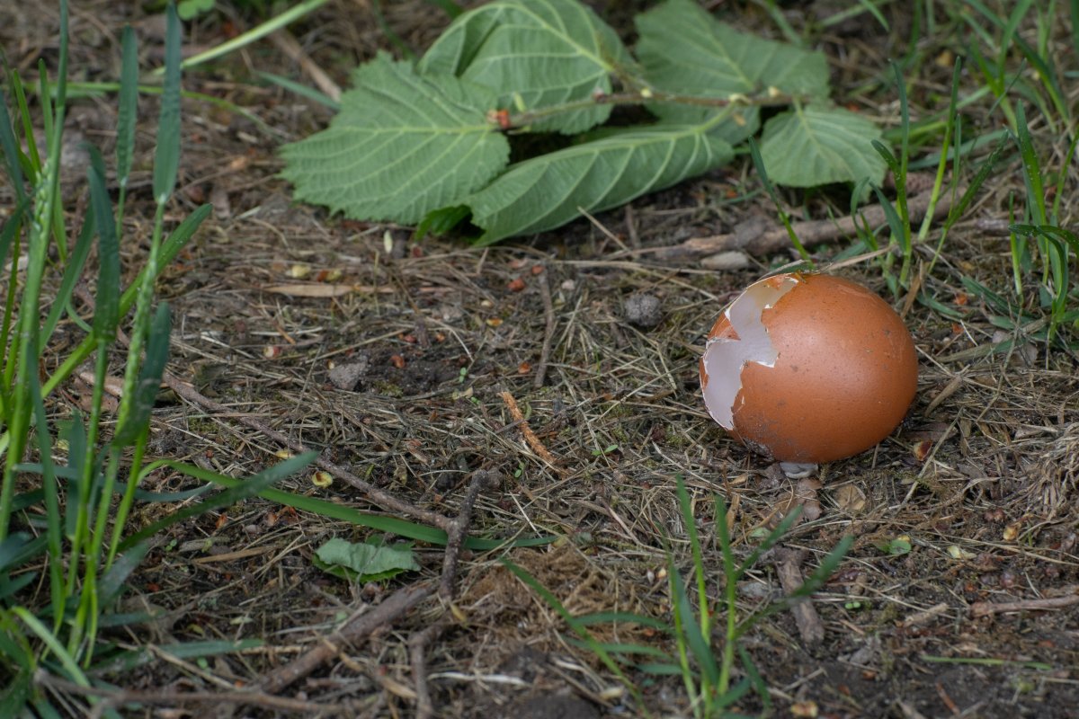 Gardening with Eggshells