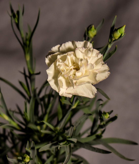 Miss Aroma.jpg