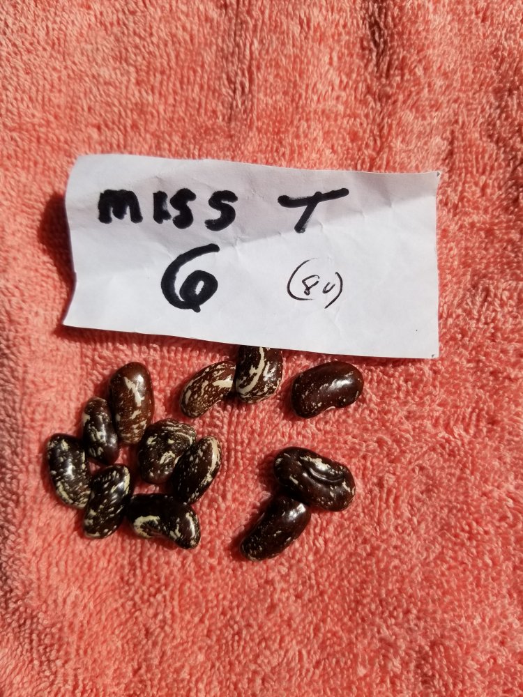 Miss T 6.jpg