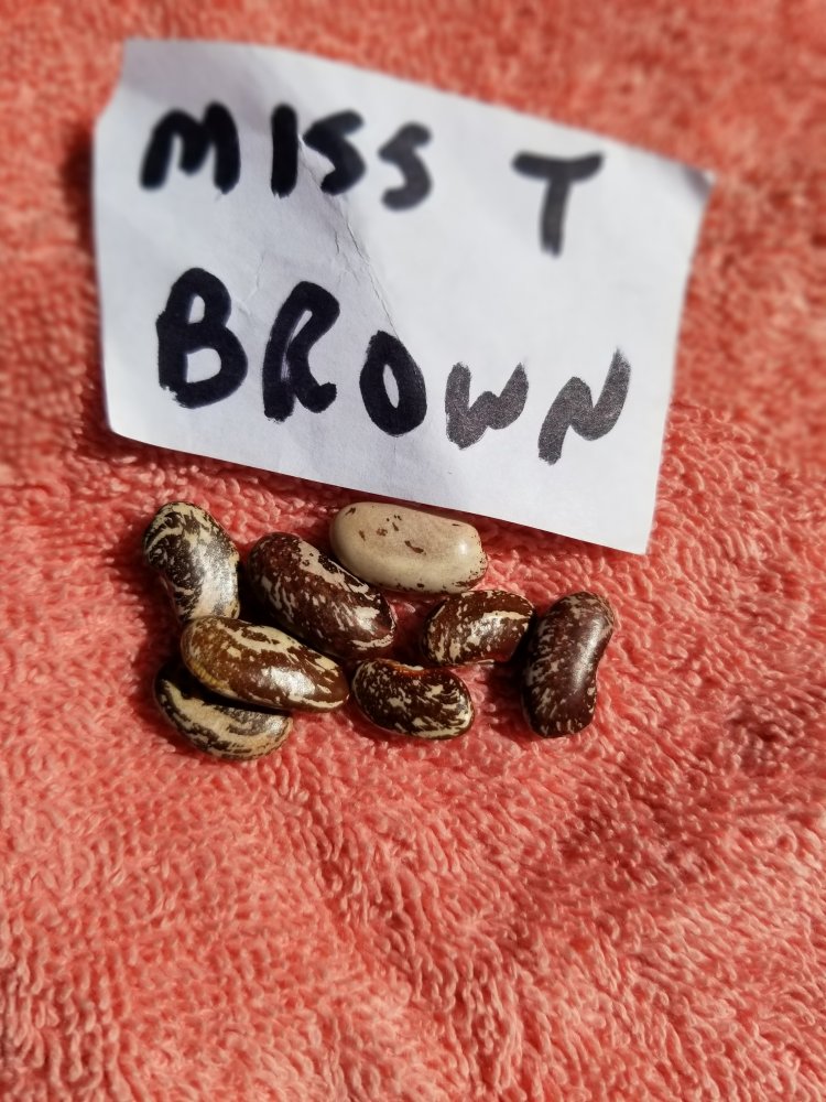 Miss T Brown.jpg