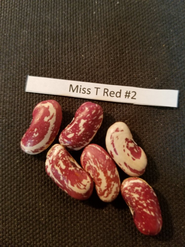 Miss T Red 2 Planted.jpg