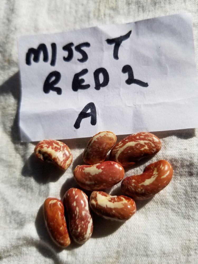 Miss T Red 2A.jpg