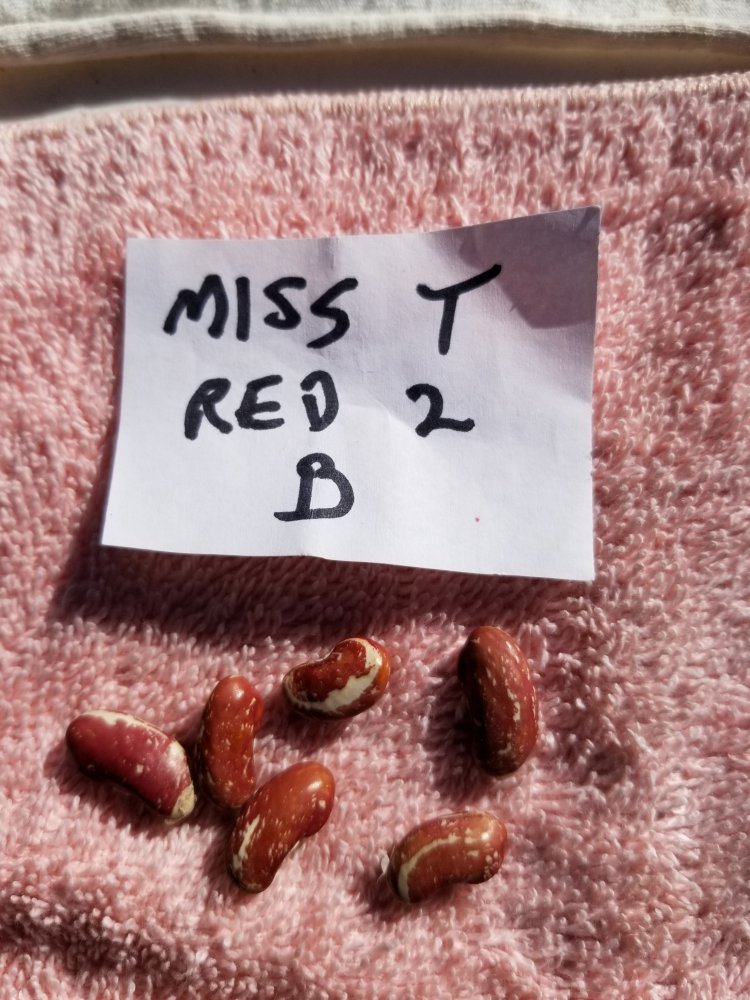 Miss T Red 2B.jpg