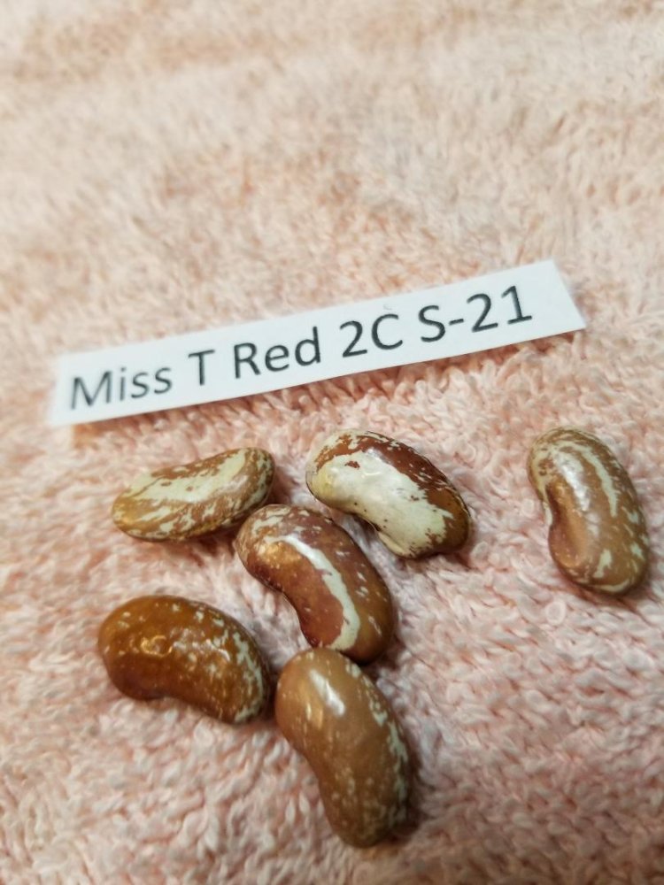 Miss T Red 2C.jpg