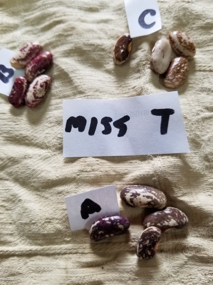 Miss T Results.jpg