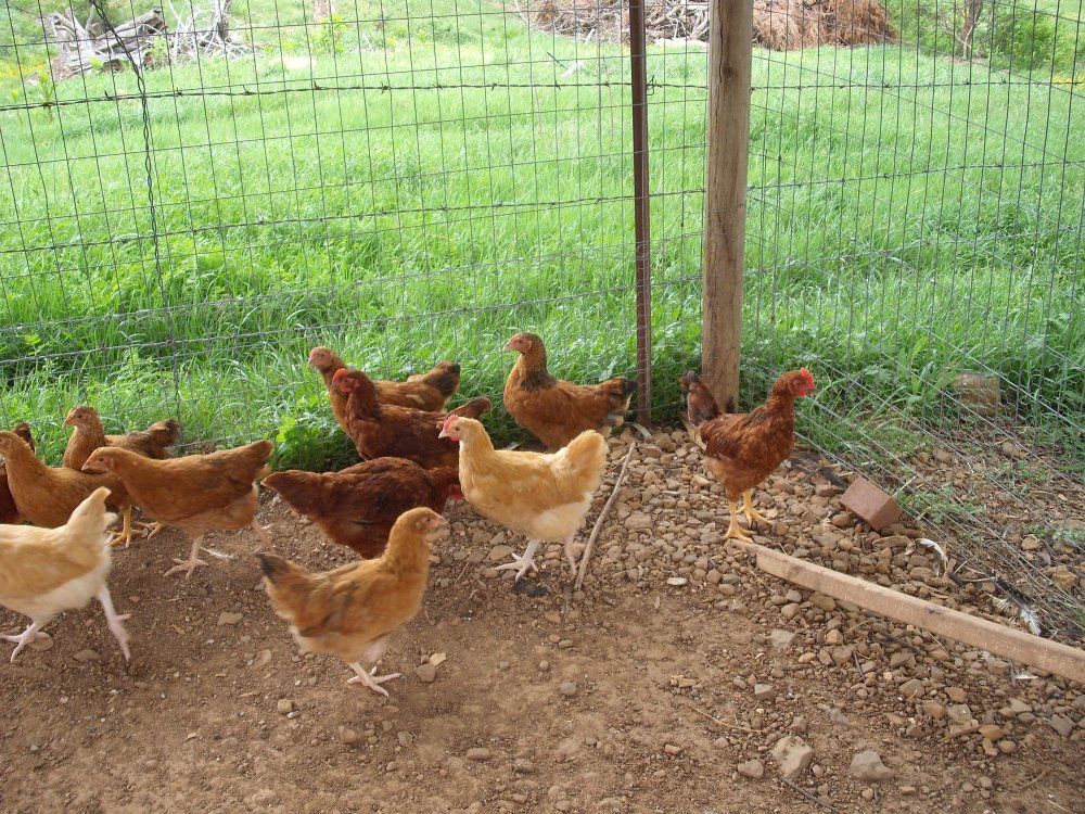 mixed chicks.JPG