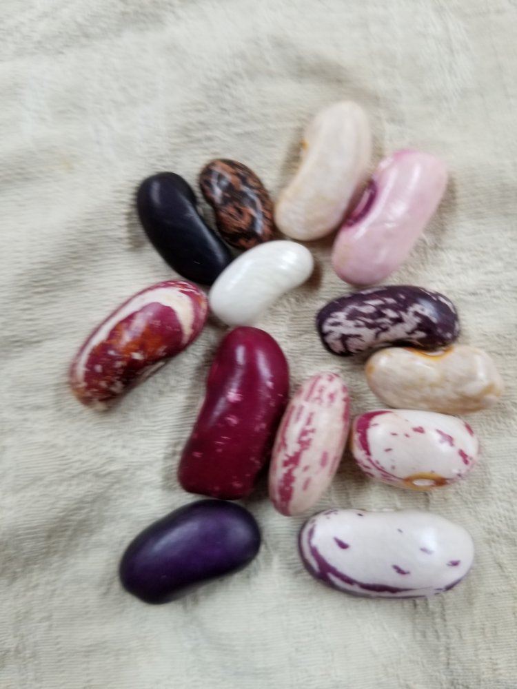 Mixed Early Beans.jpg