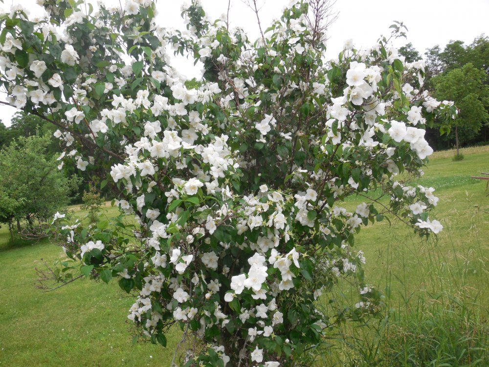 mock orange .JPG