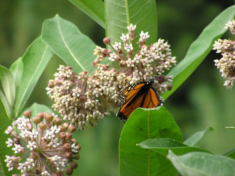 MonarchButterflyOnMilkweed18July2012.jpg