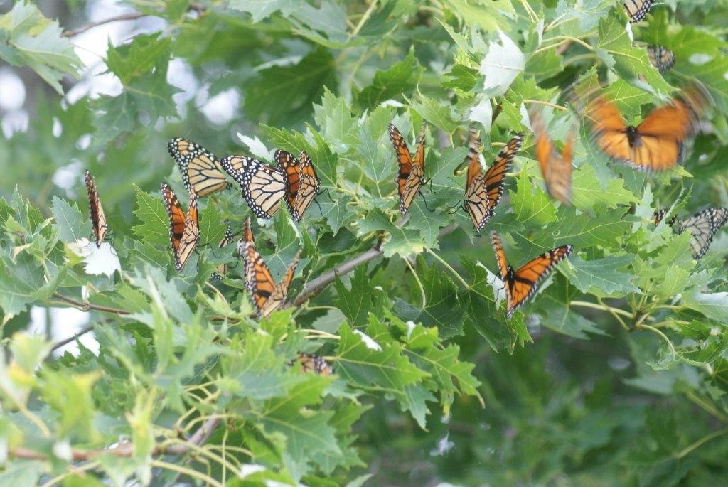 monarchs 026.jpg