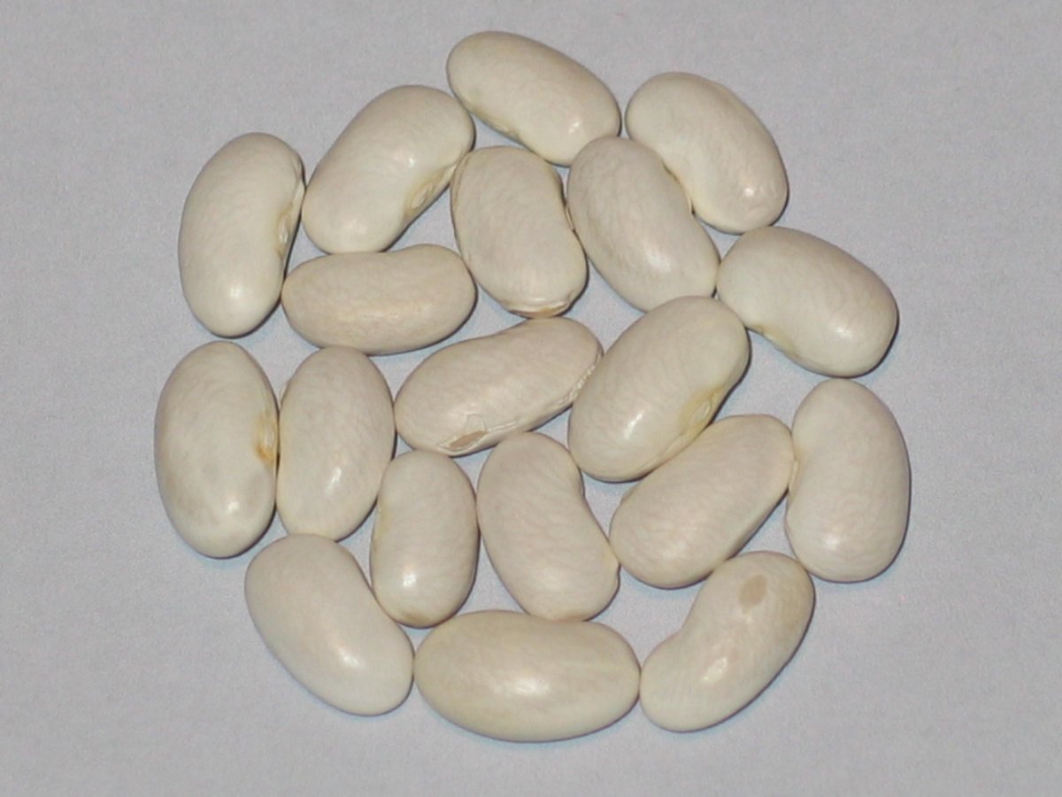 Mooriemer-Suppenbohne#27.JPG