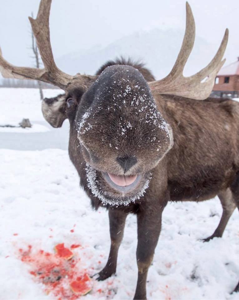 moose kisses.jpg