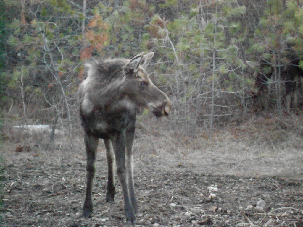 moose mama and baby april 2012 108.JPG