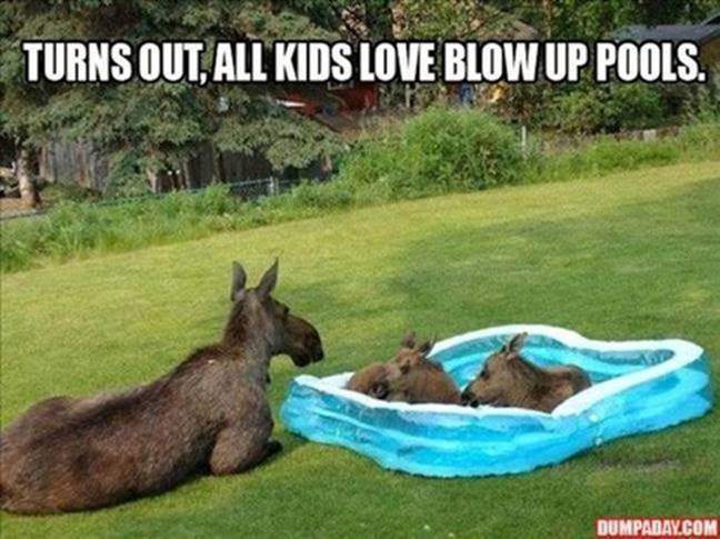 moose pool.jpg