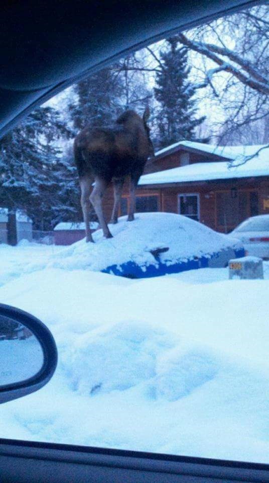mooseoncar.jpg