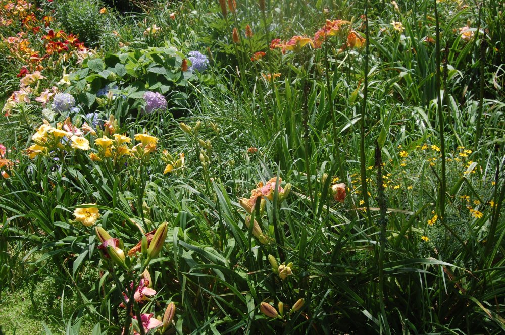 more daylily panaramas.jpg