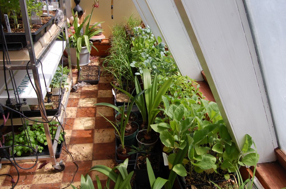 more lush plants.jpg