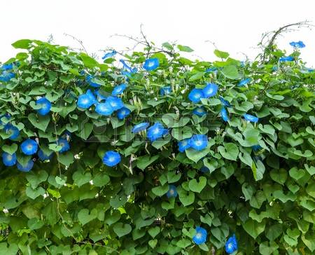 morning glories 3.jpg