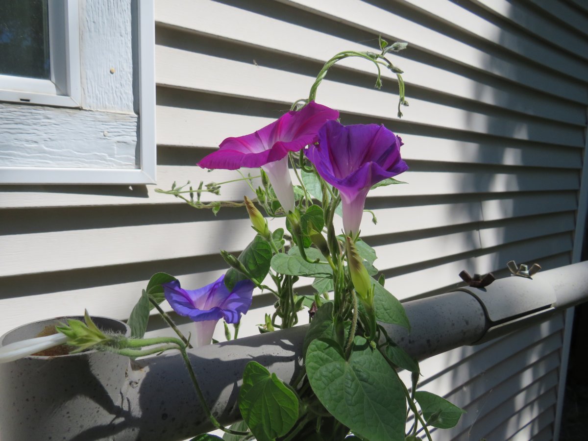 morning glories x.JPG