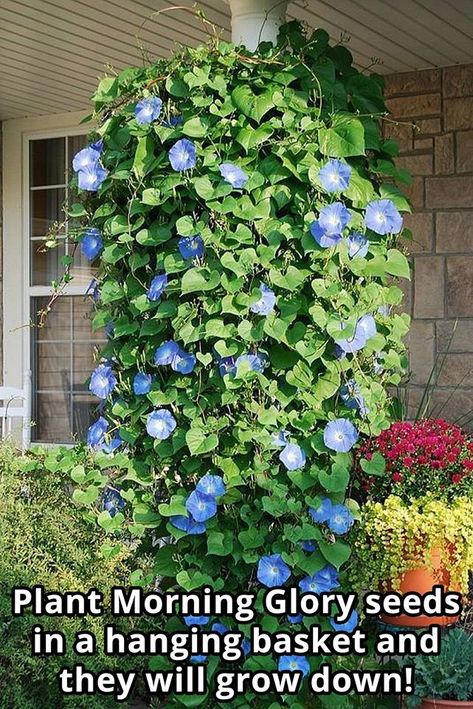 Morning Glory.jpg